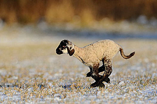 羊羔,跑,雪,草地