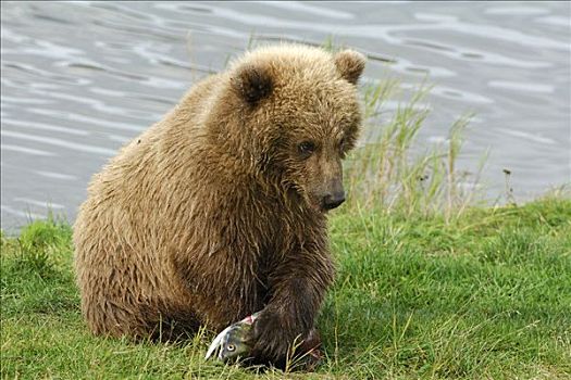 大灰熊,棕熊,年轻,捕食,阿拉斯加,美国,北美