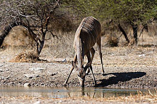 大捻角羚,喝,水潭,卡拉哈里沙漠,博茨瓦纳
