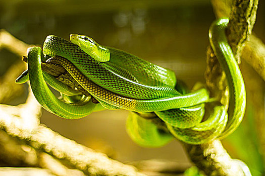 蛇,动植物培养箱