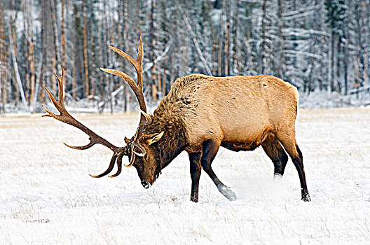 公麋鹿,鹿属,鹿,可食,草,冬天,碧玉国家公园,西部,艾伯塔省,加拿大
