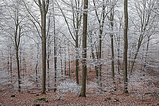 冬日树林,落叶林,雾,白霜,巴登符腾堡,德国,欧洲