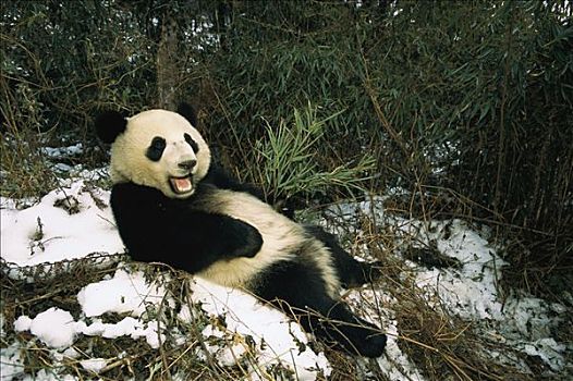 大熊猫,倚靠,雪中,卧龙,中国
