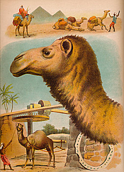 骆驼,艺术家,海伦娜