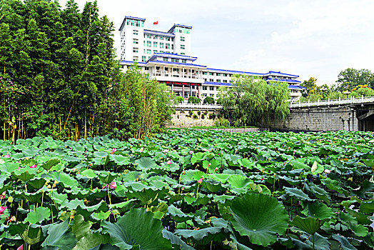 荷花池塘