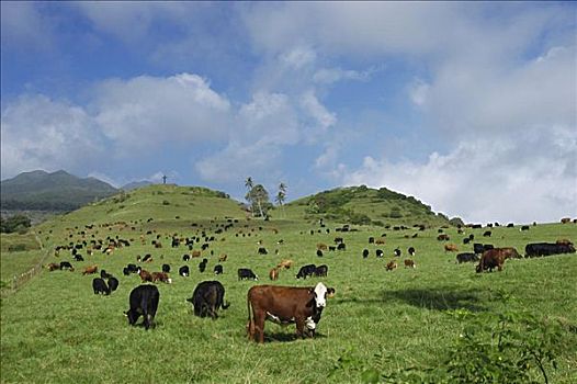 夏威夷,毛伊岛,海岸,牛,牧场