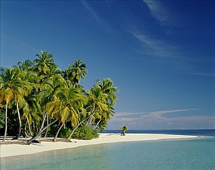 环礁,棕榈树,热带沙滩,海洋,沙子,马尔代夫,印度洋