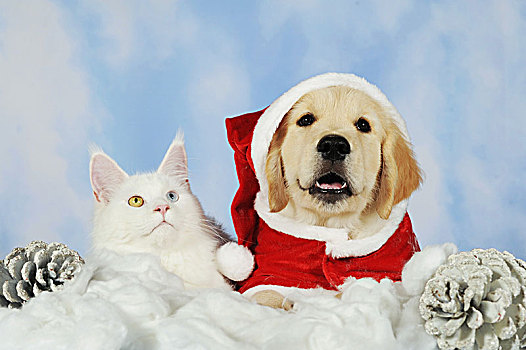 缅因,猫科动物,金毛猎犬,小动物,圣诞帽,圣诞装饰