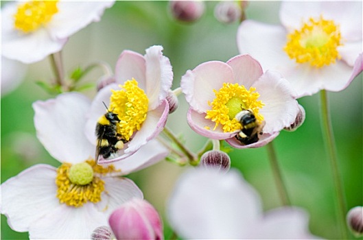 蜜蜂,花粉,花,特写