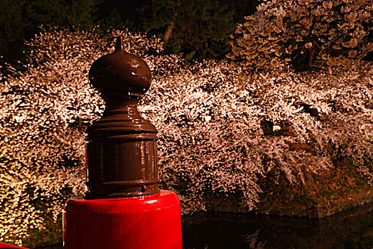 广岛,城堡,樱桃树,夜晚