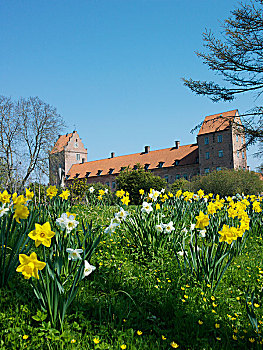 瑞典,城堡,花,水仙花
