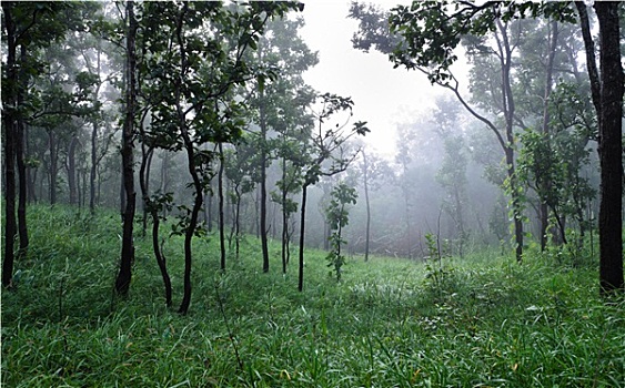 树林,雾状,早晨,泰国