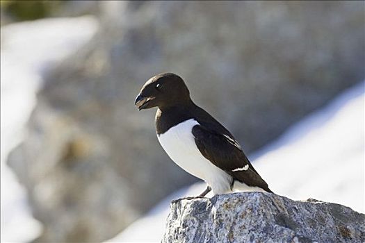 鸟嘴,斯匹次卑尔根岛,挪威,欧洲