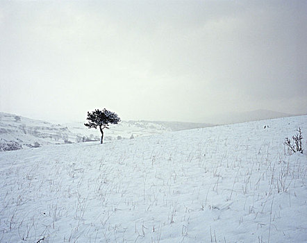 孤单,树,边缘,雪,地点