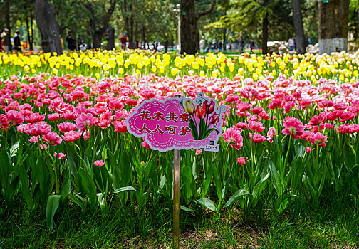 北京中山公园郁金香