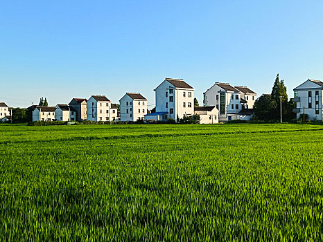 田野,田园风光