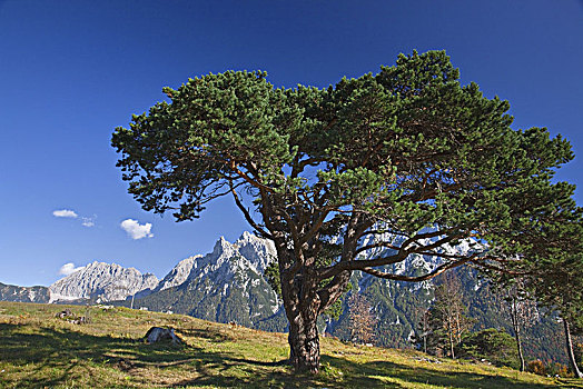 松树,正面,山,米滕瓦尔德,巴伐利亚,德国