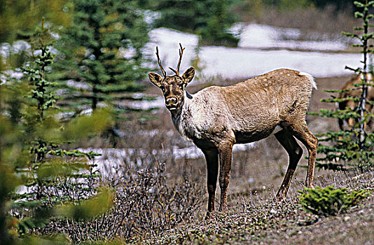 北美驯鹿,碧玉国家公园,艾伯塔省,加拿大