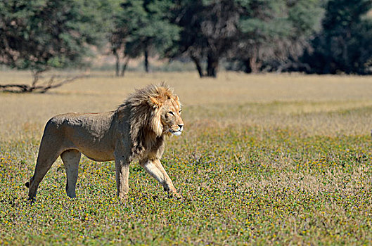 狮子,成年,雄性,走,草,卡拉哈迪大羚羊国家公园,北开普,南非,非洲