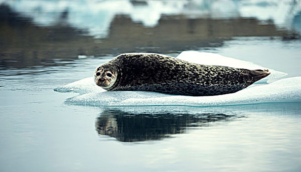 灰海豹,躺着,浮冰,北极,水