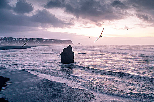 海滩,戴尔赫拉伊,视点,南方,冰岛