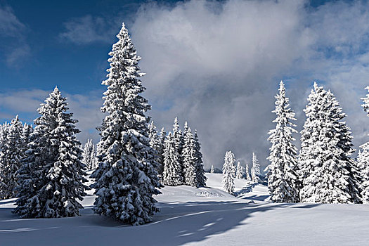 积雪,树,山,萨尔茨卡莫古特,上奥地利州,奥地利,欧洲