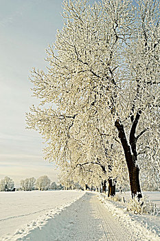 霜降,山毛榉树,路通过雪,冬季覆盖领域,附近的,符腾堡,德国