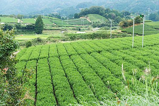 日本绿茶,地点