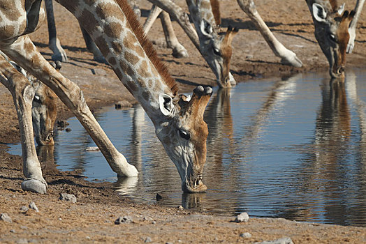 长颈鹿,喝,水坑,埃托沙国家公园,区域,纳米比亚,非洲