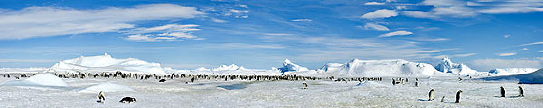 南极,威德尔海,雪丘岛,全景,照片,帝企鹅,冰山