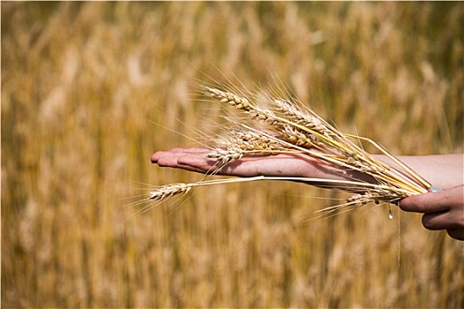 麦穗,丰收,概念