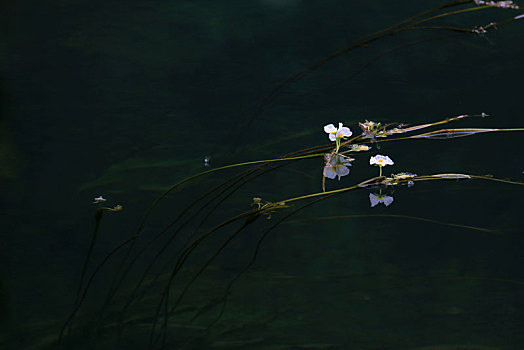 海菜花