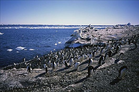 阿德利企鹅,富兰克林,岛屿,南极