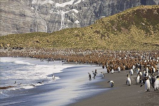 帝企鹅,生物群,海岸线,金港,南乔治亚,南极