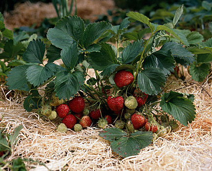 成熟,不熟,草莓,草莓属,木头,毛织品