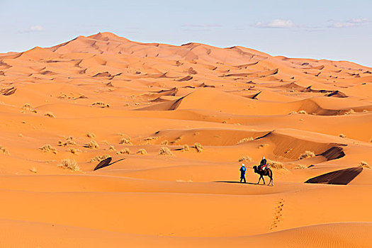 引导,阿拉伯骆驼,旅游,却比沙丘,摩洛哥
