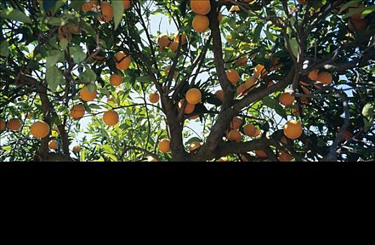 橘子,树上,仰视