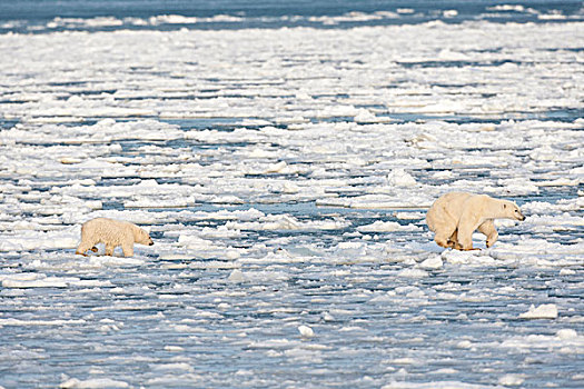 北极熊,幼兽,跳跃,冰,哈得逊湾,丘吉尔市,野生动物,管理,区域,加拿大