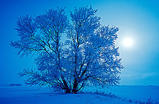 白霜,树上,靠近,曼尼托巴,加拿大