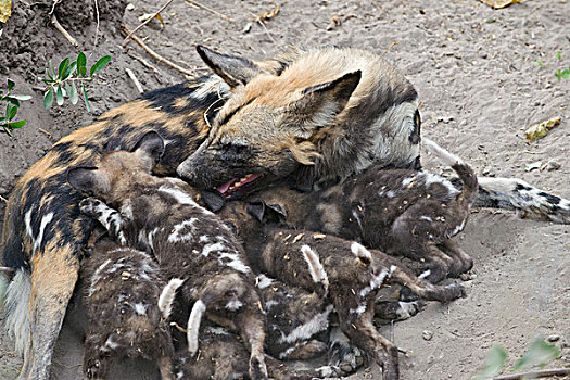 非洲野狗,非洲野犬属,母亲,吸吮,星期,老,幼仔,北方,博茨瓦纳