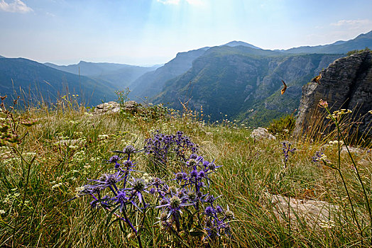 刺芹属植物,峡谷,靠近,波德戈里察,黑山,欧洲