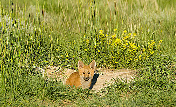 红狐,巢穴,靠近,怀俄明