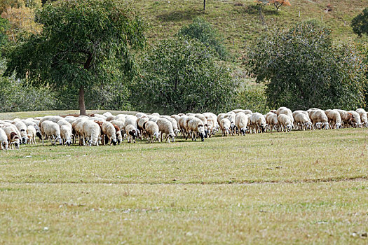 秋季草原上的羊群,内蒙古乌兰布统乡蛤蟆坝草原风光