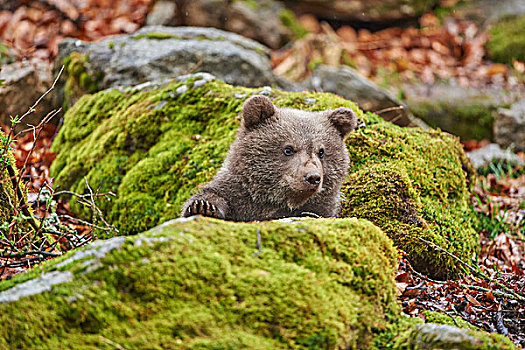 头像,欧亚混血,棕熊,熊,幼兽,巴伐利亚森林,春天,巴伐利亚,德国