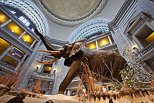 华盛顿国家自然历史博物馆