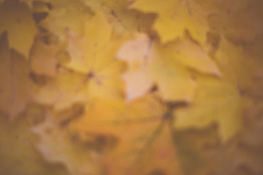 散焦,图像,秋天,黄色,枫叶,背景