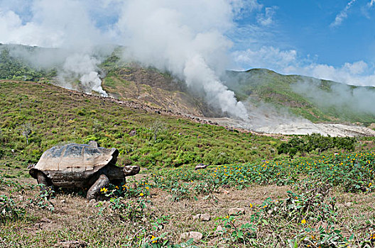 阿尔斯多火山海岛陆龟,加拉巴哥象龟,过去,蒸汽,喷气孔,伊莎贝拉岛,加拉帕戈斯群岛,厄瓜多尔