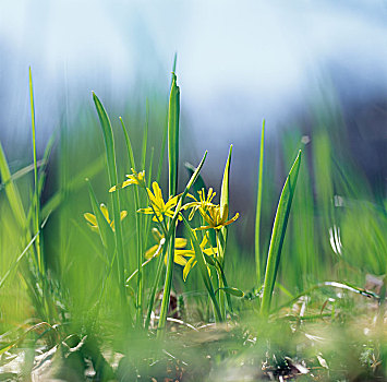 花,草,特写