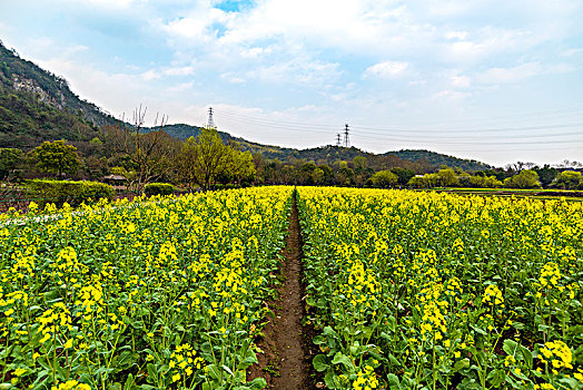 田园风光油菜花