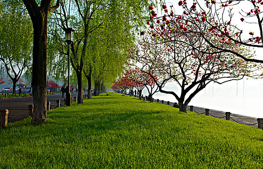 西湖风光,白堤桃花